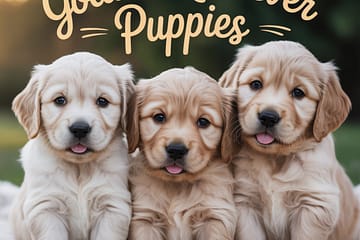 Golden Retriever Puppies